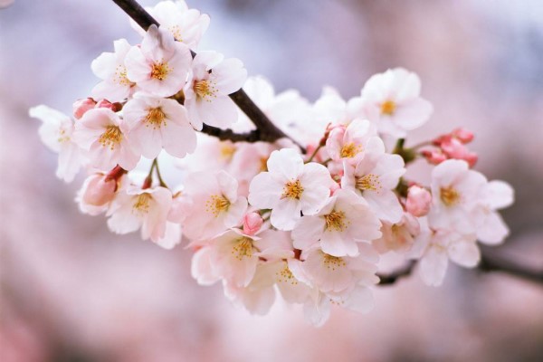 樱花树怎么养(樱花树怎么养活)