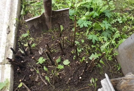 芍药花什么时候种植最好