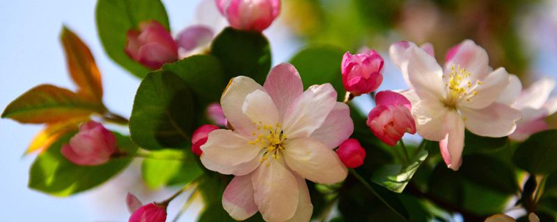 海棠花是什么季节开的(海棠树什么时候开花)