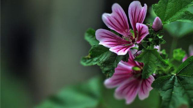 锦葵和蜀葵的区别(锦葵学名)