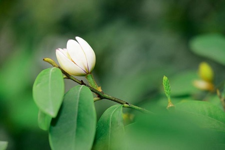 含笑花能养在室内吗冬天