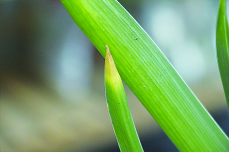 风信子开花怎么养护