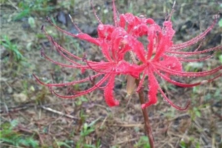 彼岸花什么时候种什么时候开花