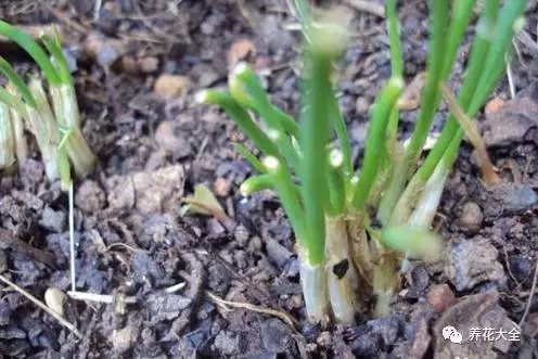 剩余饭菜可以放在土里面种菜吗