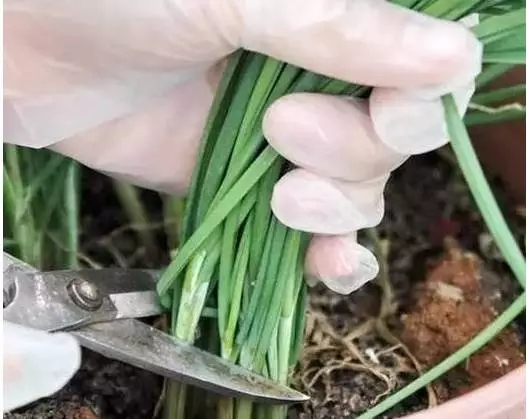 剩余饭菜可以放在土里面种菜吗