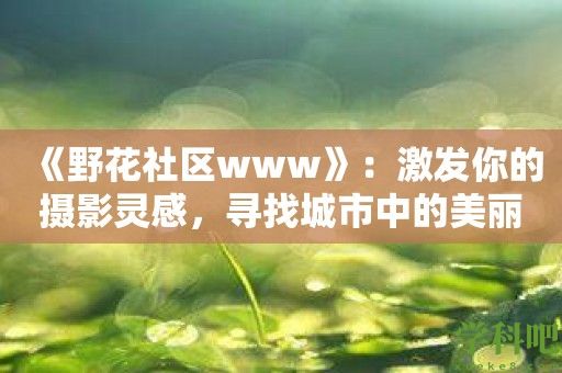 《野花社区www》：激发你的摄影灵感，寻找城市中的美丽花朵