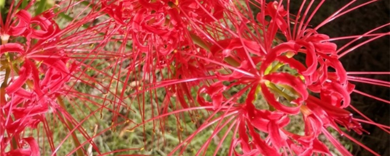 彼岸花是什么季节开的彼岸花适合什么季节栽种(彼岸花什么时候种什么时候开花)