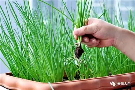 剩余饭菜可以放在土里面种菜吗