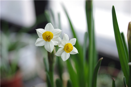 春天开的花有哪些花名