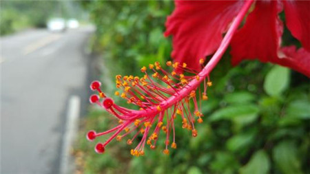 扶桑花浇水的正确方法