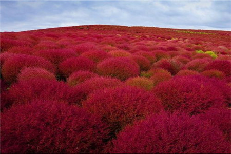 地肤草养护