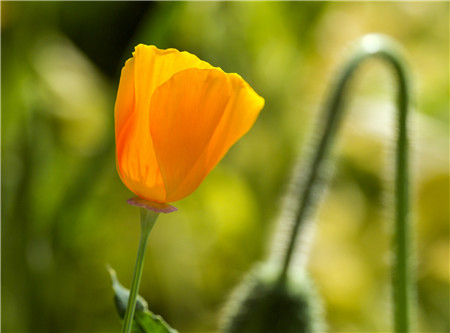 花菱草属