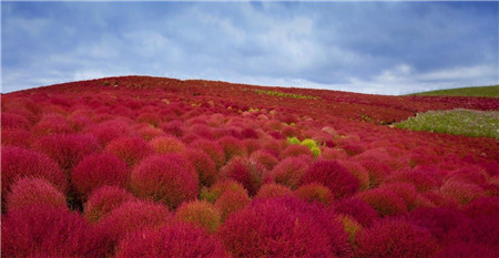 地肤草图片