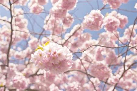 樱花根部病害