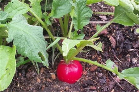 花园里种菜好还是养花好