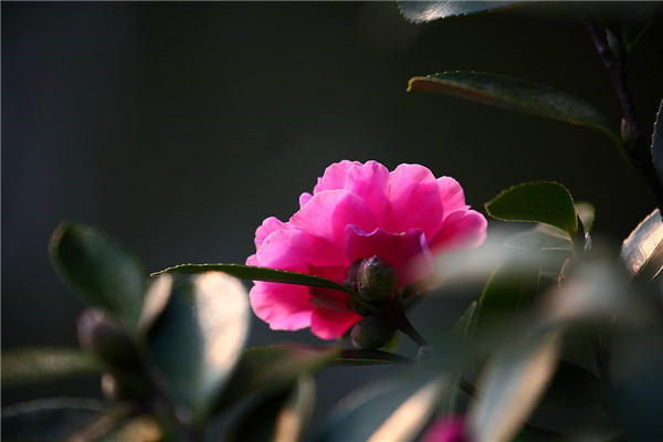 如何使山茶花在圣诞节开花(山茶花快速开花法)