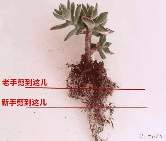 花的根部变黄