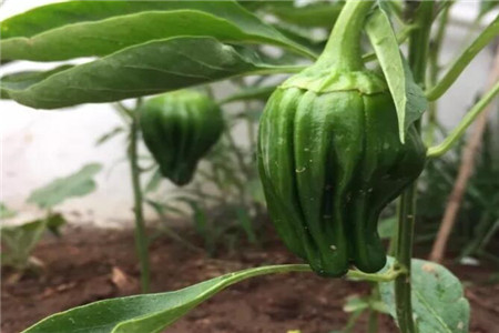 花园里种菜好还是养花好