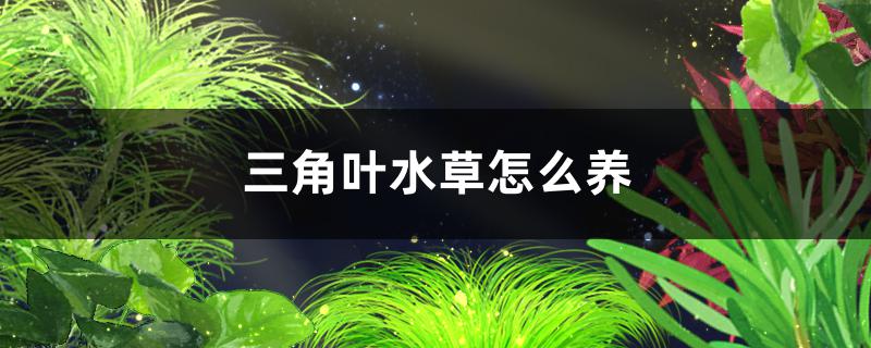 三角叶水草好养吗怎么养(三角叶花怎么养)