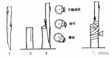 嫁接后开花或结果的品质取决于