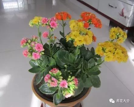 嫁接后开花或结果的品质取决于