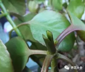 嫁接后开花或结果的品质取决于