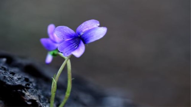 堇菜和紫花地丁的区别(紫堇与地丁紫堇的区别)