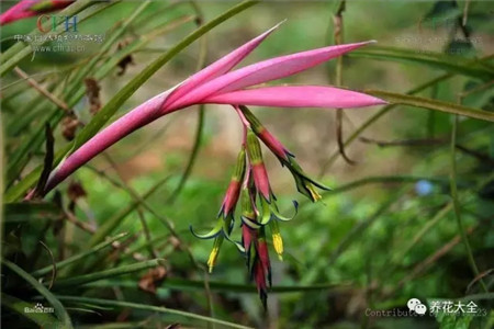 烟花腊怎么点