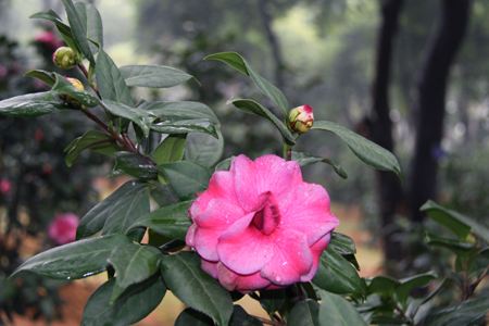 茶花几月份移栽成活