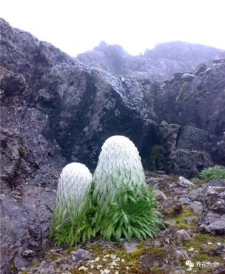 烟花腊怎么点