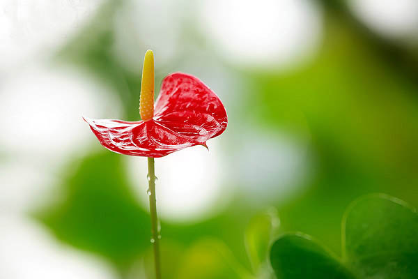 水晶花烛花