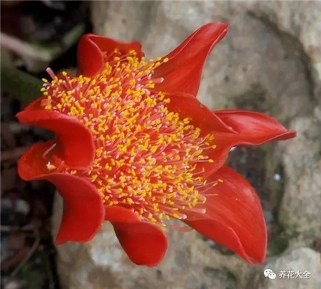 烟花腊怎么点