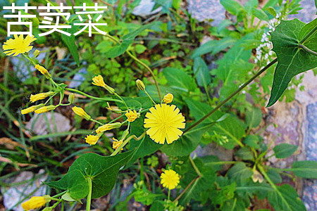 苦荬菜与蒲公英的区别