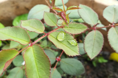 玫瑰花 浇水