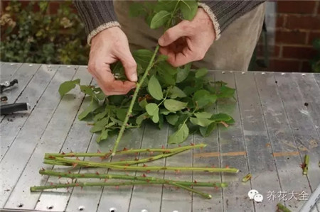 月季花折叠视频教程