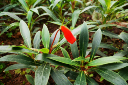 小岩桐花的花期