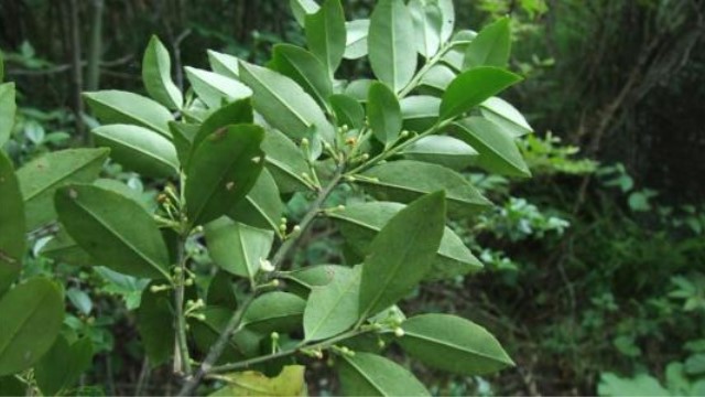 毛冬青和苦丁茶区别(毛冬青苦甘叶的作用)