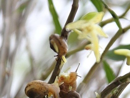 石斛兰生蚜虫