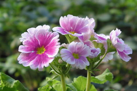 室内盆栽花盆