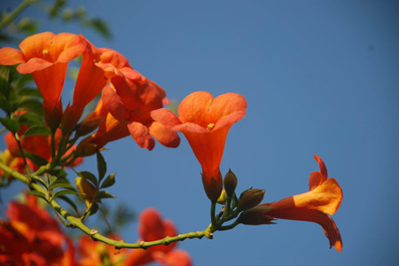 室内盆栽花盆