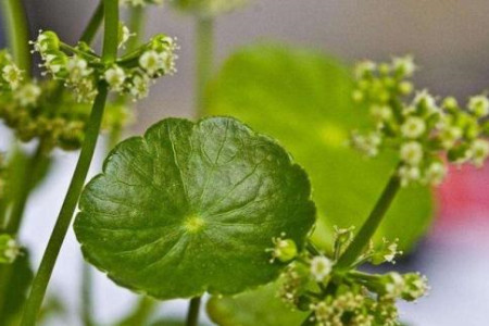 金钱草开花结果吗