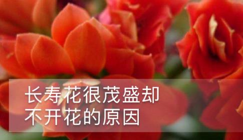 长寿花不开的原因是什么