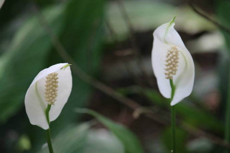 白鹤芋怎么养才长得好