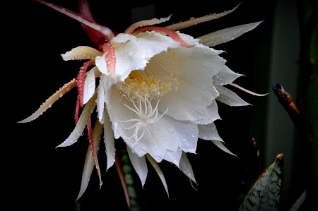 昙花什么样子就要开花了