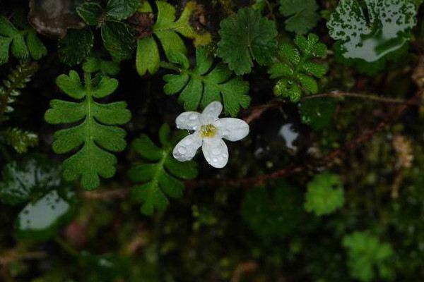 菊栽培技术