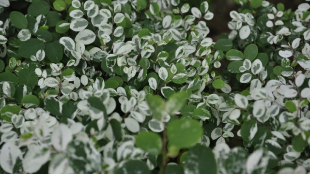 雪花木花期