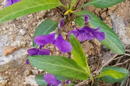 紫花地丁和紫草的区别