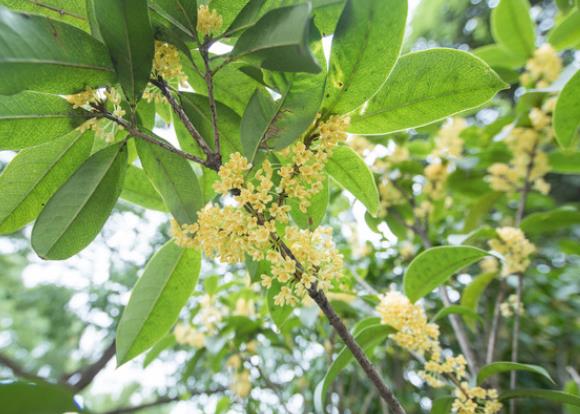 新买的桂花怎么养能成活检查根系清水浸泡2-3小时晾干上盆(新买的桂花怎么上盆?)