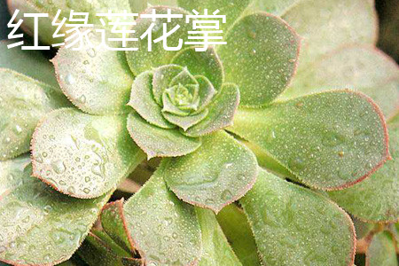 红缘连花掌怎么浇水?