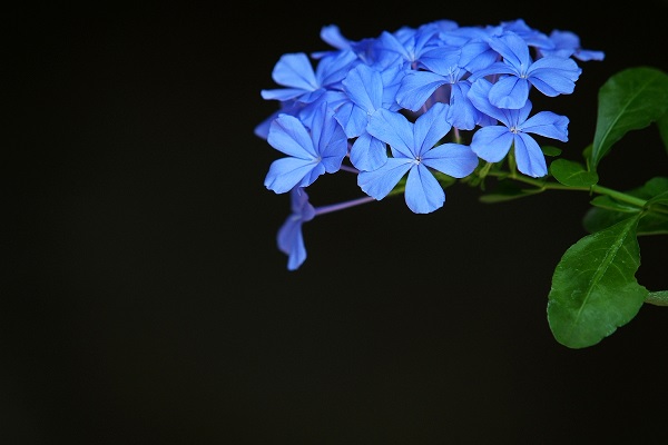 蓝雪花的养殖方法和注意事项夏天